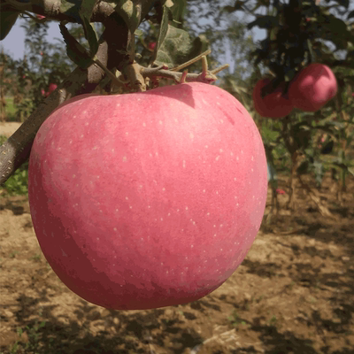农家自产苹果现摘新鲜75#苹果2016秋季甜脆苹果 红富士苹果10斤装