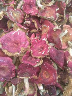 2016红菇正宗野生菌看清楚在拍发出不退货特产干货2斤包邮杂菌子