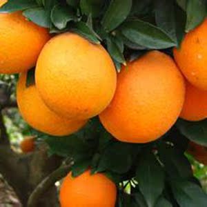 10斤装正宗赣南脐橙现摘现发新鲜橙子孕妇水果农家绿色有机水果