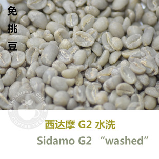 西达摩水洗G2新咖啡生豆100g 手网烘焙咖啡必备人工手挑500g包邮