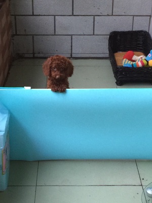 可裁剪防潮橱柜垫 防滑垫衣柜垫 餐垫 猫狗宠物隔离门栏遮挡