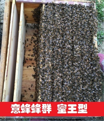 活体蜜蜂蜂群包邮蜜蜂蜂群活体蜂群免邮费蜜蜂活体低价2斤工蜂1王