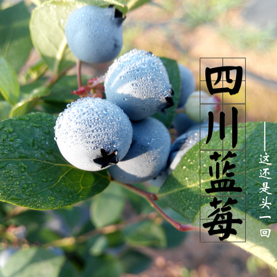【现货】四川新鲜蓝莓鲜果水果 露天 125克*4盒 有机天然空运包邮
