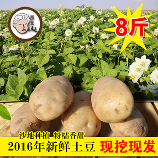 【8斤】16年陕北沙地土豆现挖现卖洋芋马铃薯新鲜蔬菜农家自种