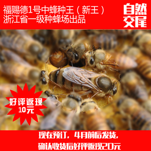 福赐德 中蜂蜂王土蜂种王自然交尾王蜜蜂蜂群土蜂活体中华蜂蜂王