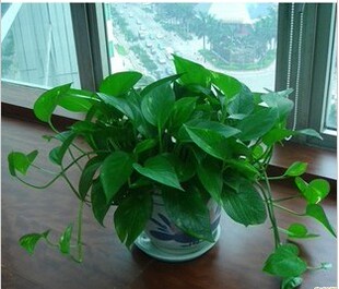 特价  花卉 水培植物 桌面盆栽 绿萝 吊兰净化空气