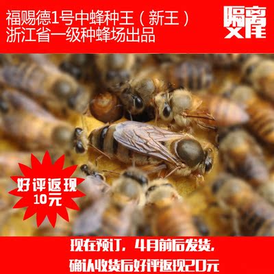 福赐德1号中蜂蜂王隔离交尾2016年新蜂王土蜂种王抗病高产较耐热