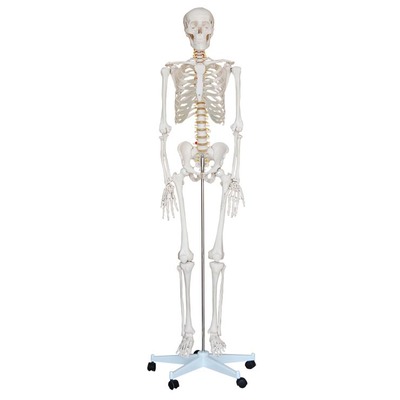 厂家直销美术艺用医用最标准的170cm人体大骨骼模型 骷髅骨架标本