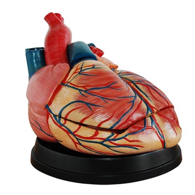 厂家新型大心脏模型B超彩超声医学内科医学用教学模具 解剖放大