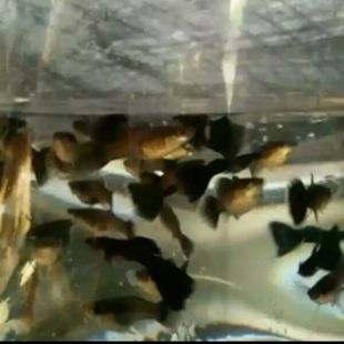 热带鱼孔雀鱼黑墨兰
